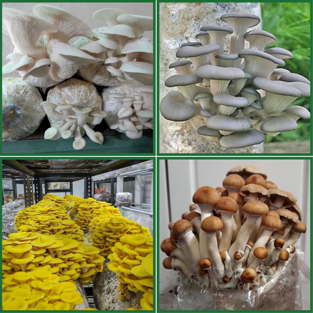 Pilzzuchtbeutel, 25er-Pack Pol – Mushroom Spawn Bag Bewertung und Preis