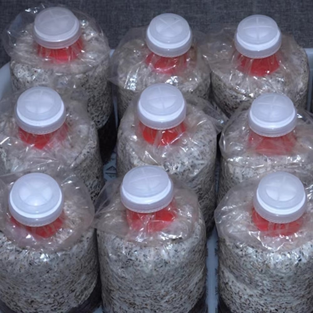 10 Stück Wasserdichte Pilzzuch – Mushroom Spawn Bag Bewertung und Preis