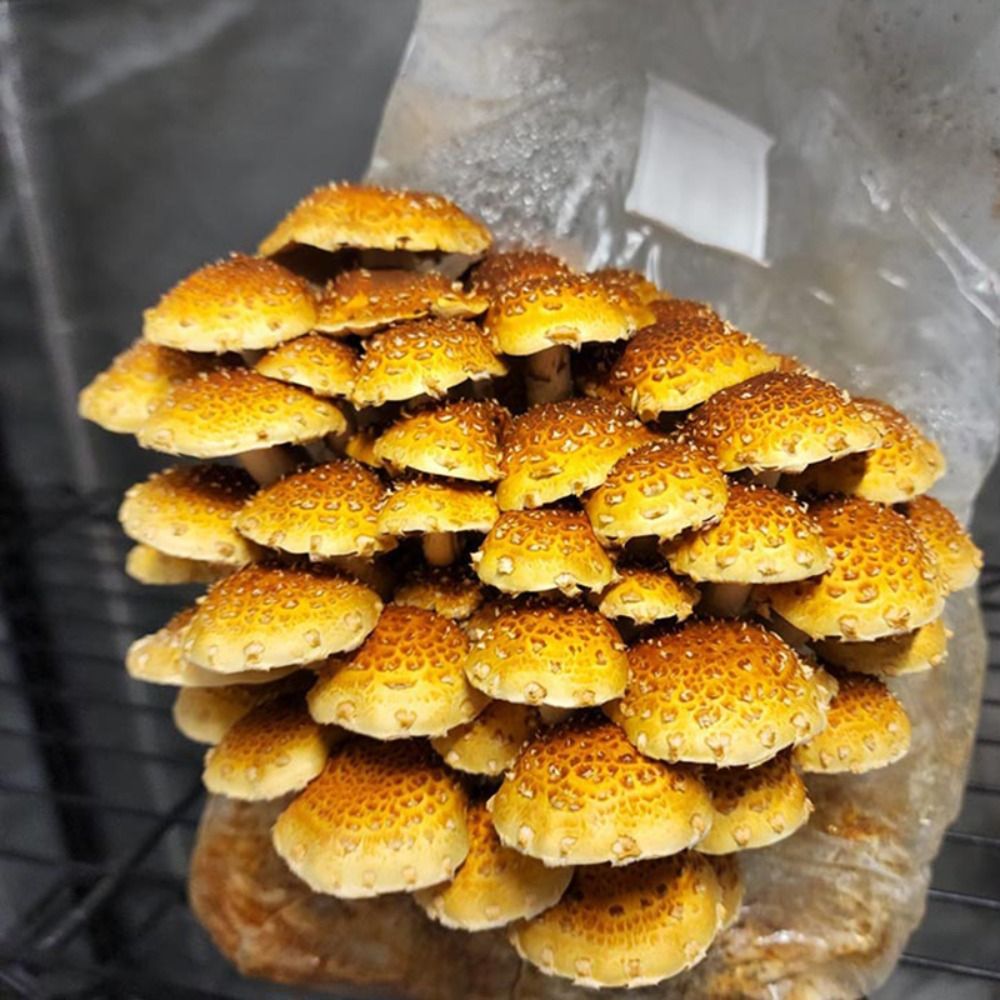 50 Stück PP Pilz Pflanzbeutel  – Mushroom Spawn Bag Bewertung und Preis
